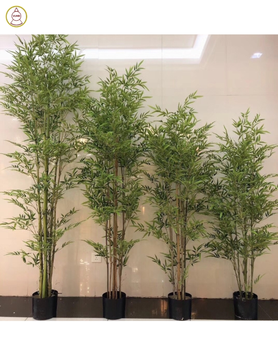 Chậu trúc trang trí trong nhà