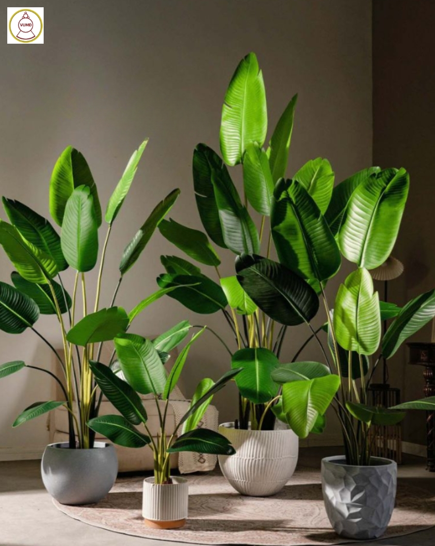 Cây chuối giả