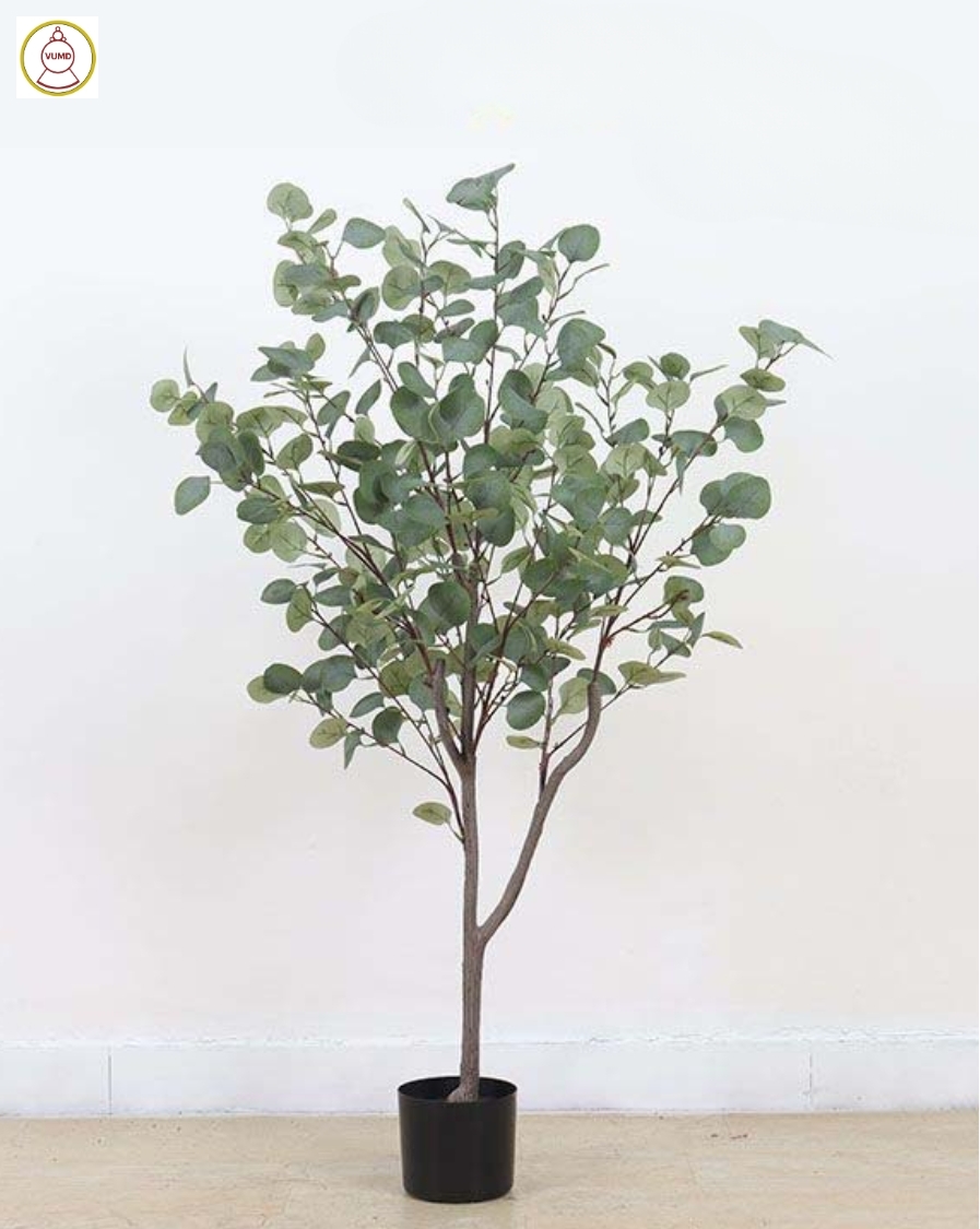 Cây bạch đàn lá tròn